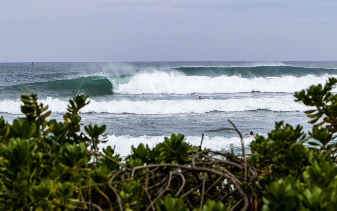 Spot Check : Haleiwa